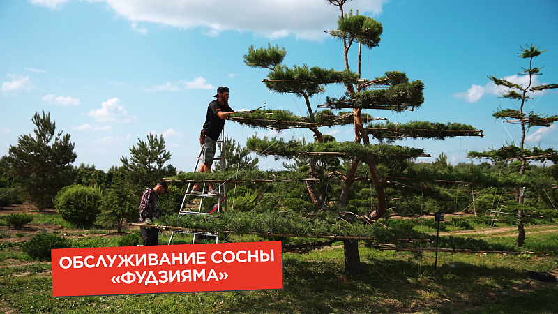 Сосна Фудзияма в питомнике Ниваки