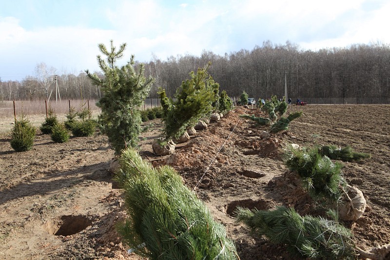 2009 год закладка основного поля